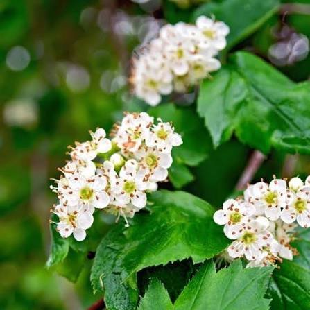 Hawthorn Leaf & Flower bulk herb