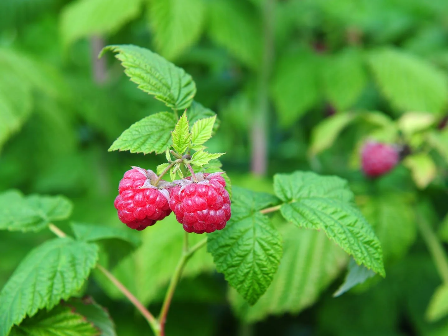 Raspberry Leaf bulk herb