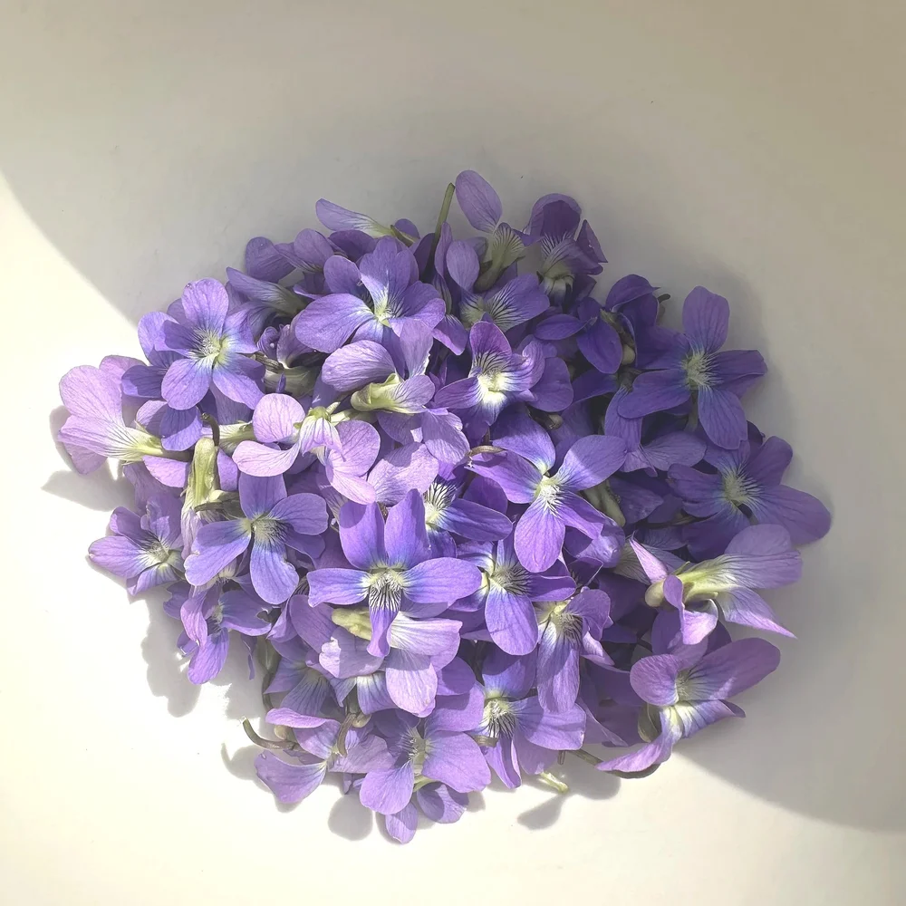 Spring Vciolet Violet Flower Syrup Recipe — Of the Earth