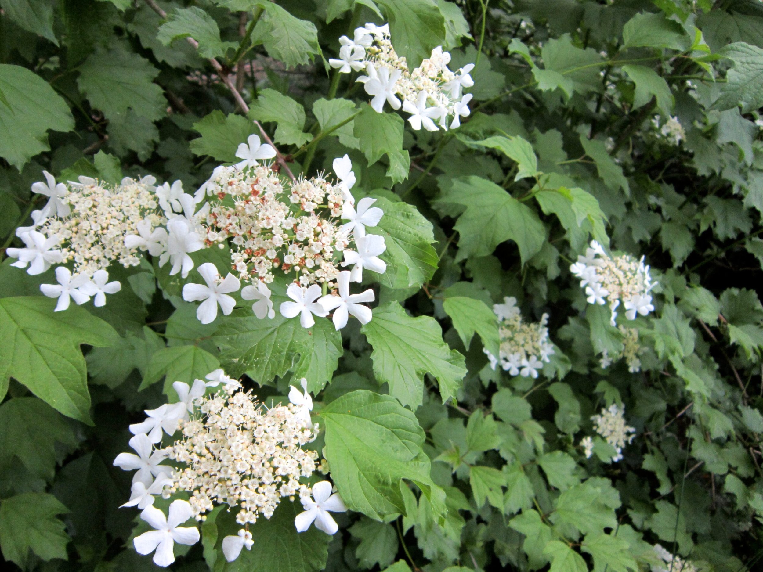 Cramp Bark bulk herb