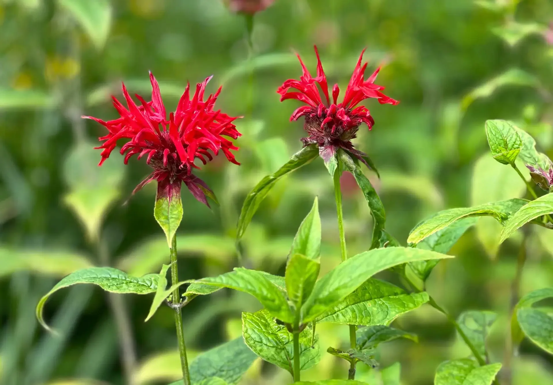 Bee Balm bulk herb