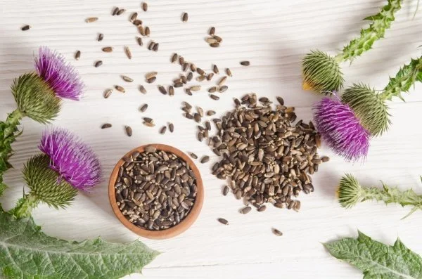 Milk Thistle bulk herb