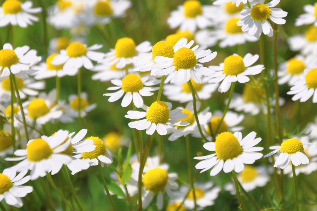 Chamomile bulk herb