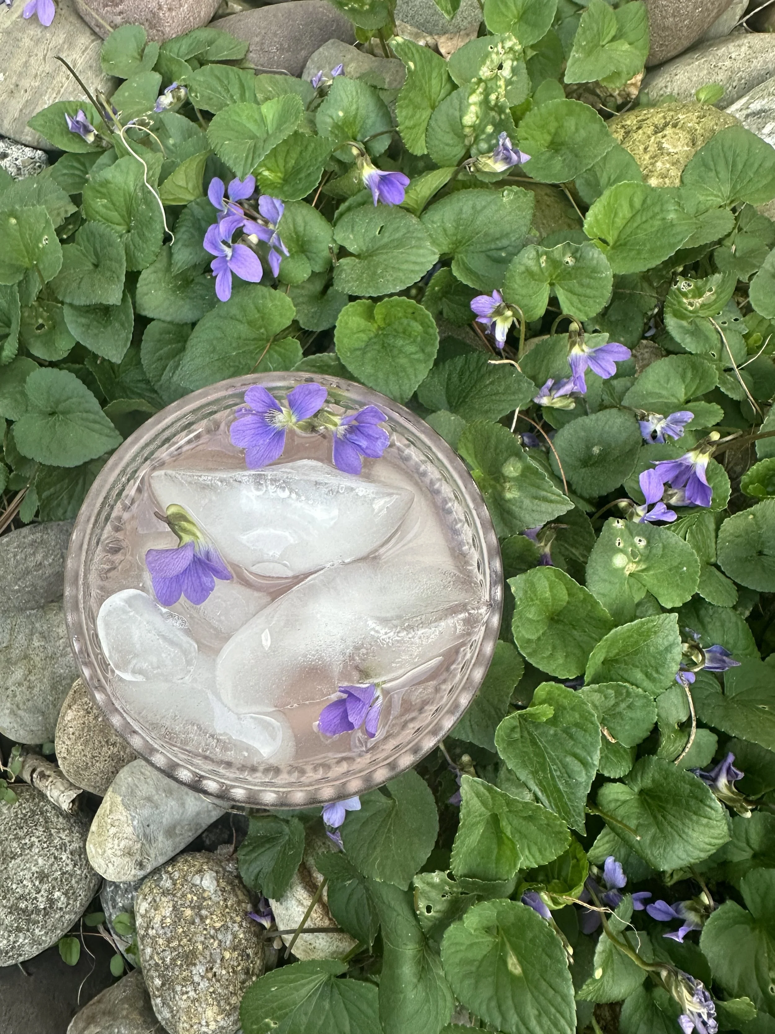 spring violet flower syrup