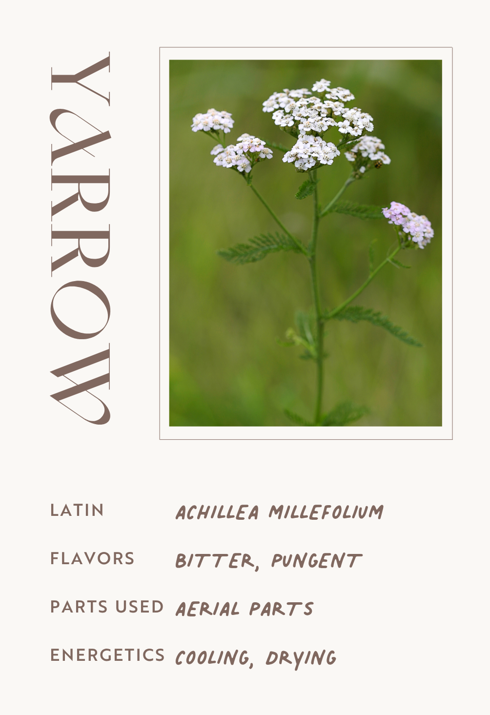 Yarrow