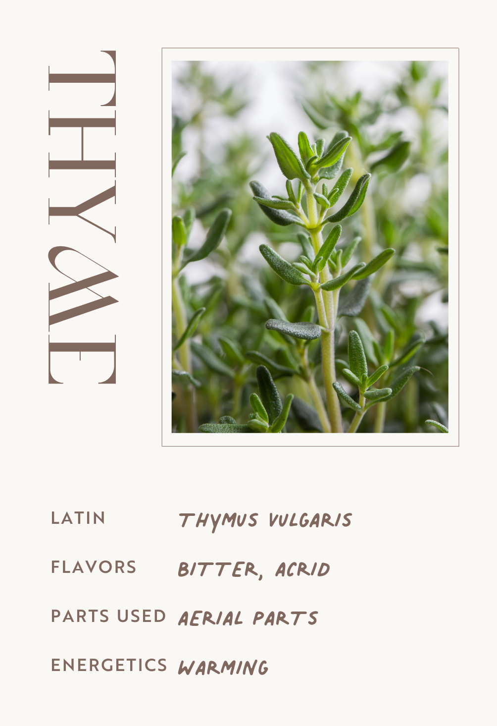 Thyme