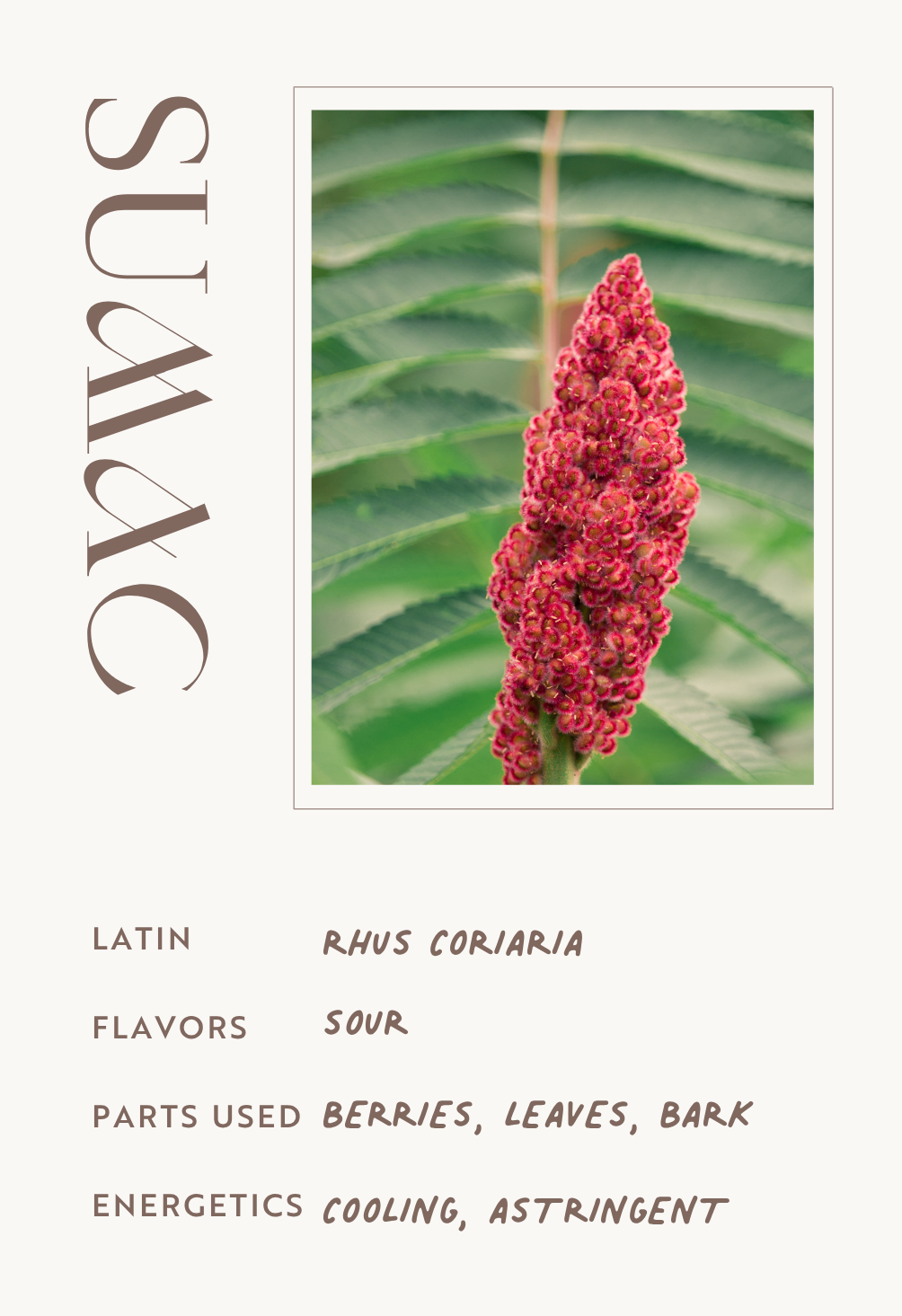 Sumac