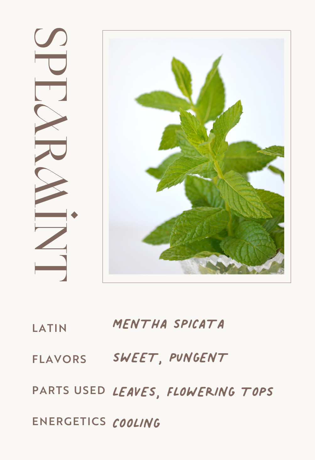 Spearmint