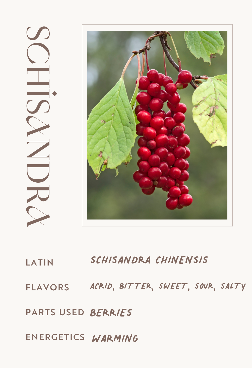 Schisandra