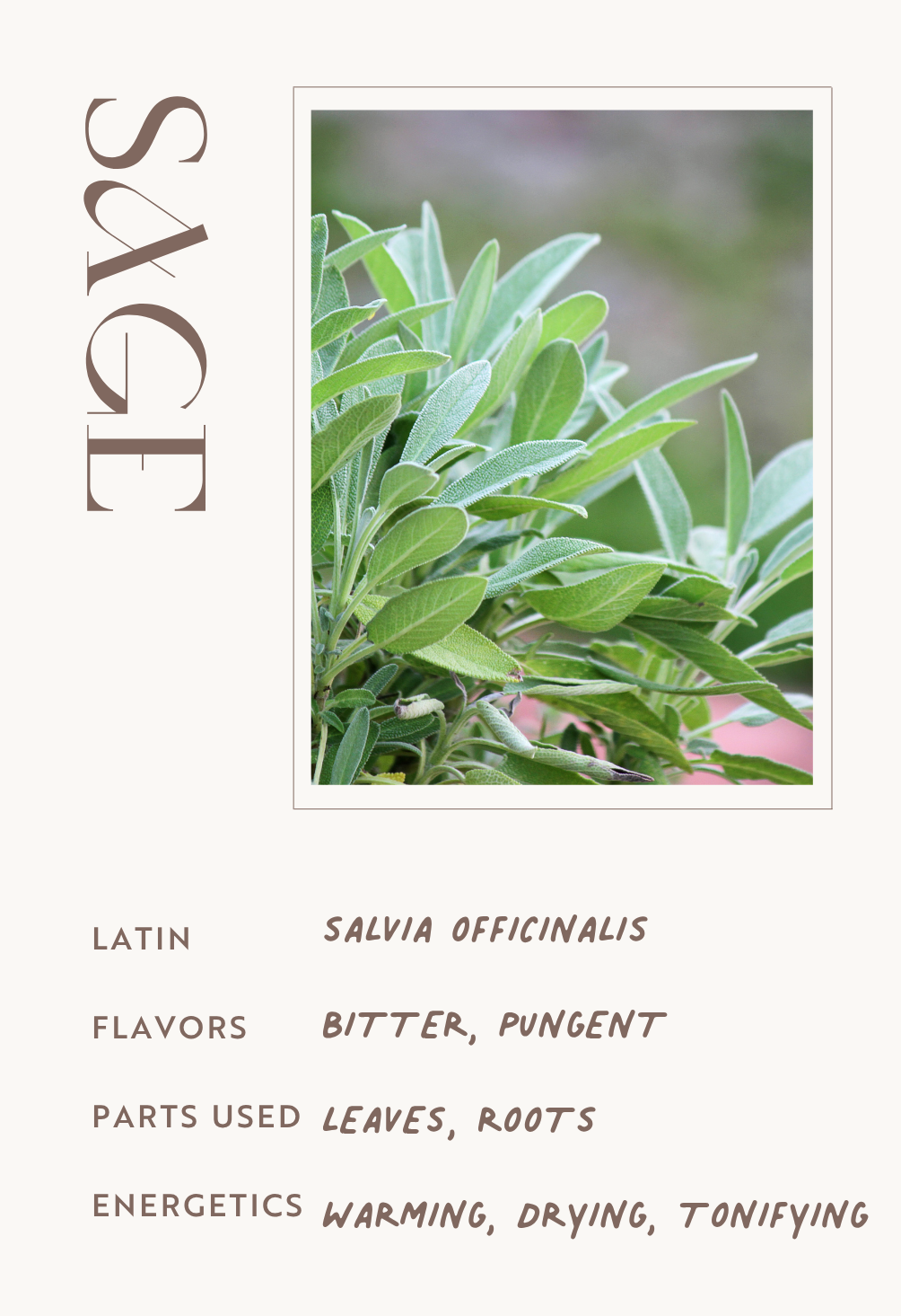 Sage