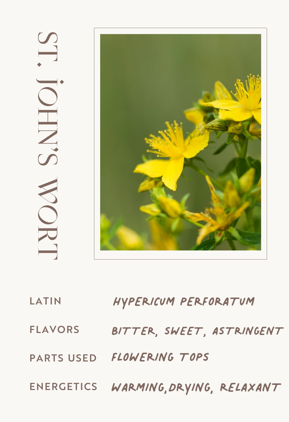 St. Jonh’s Wort
