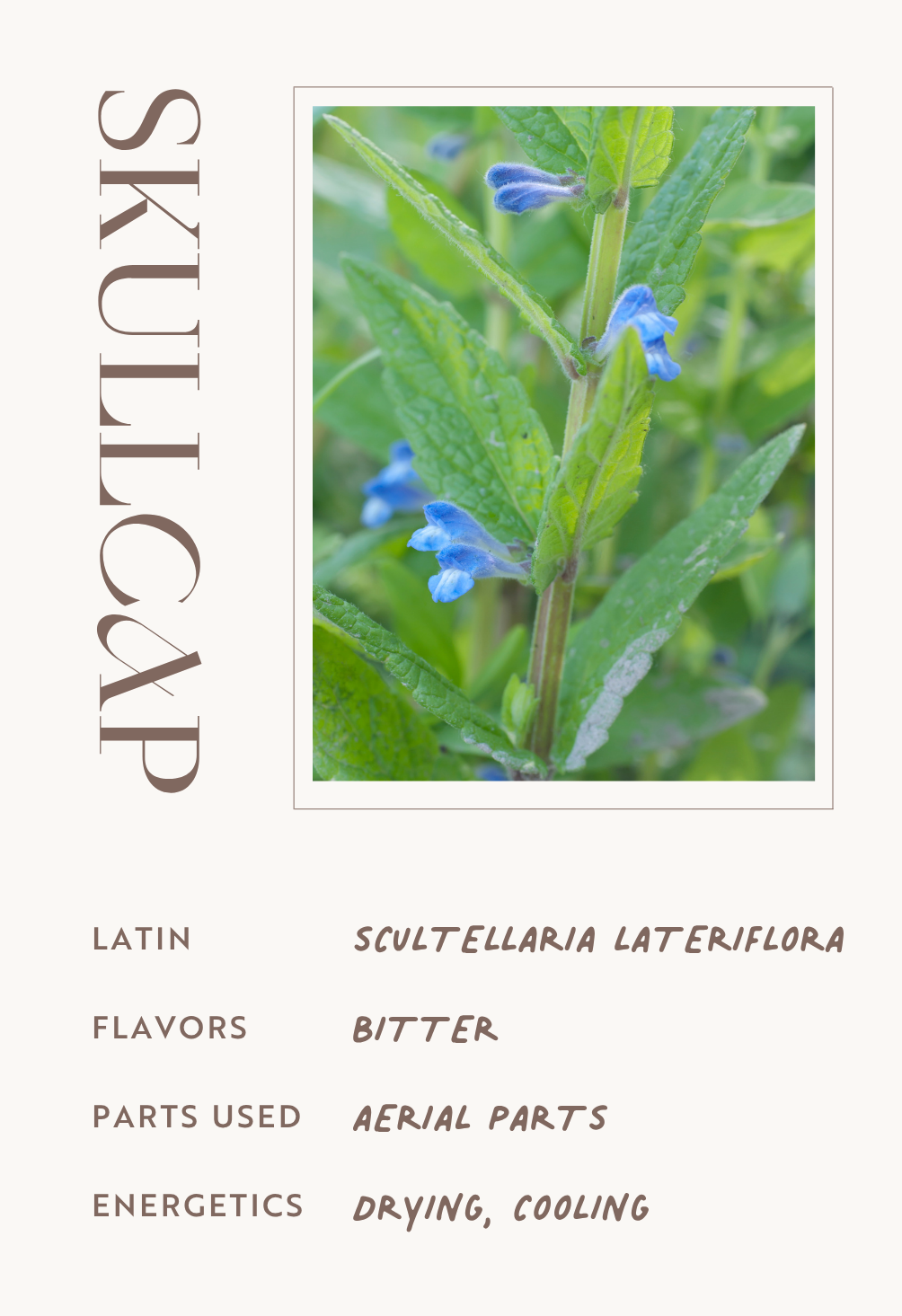 Skullcap