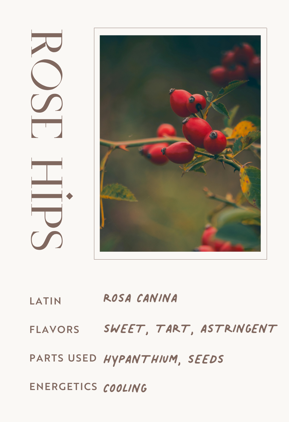 Rose Hips