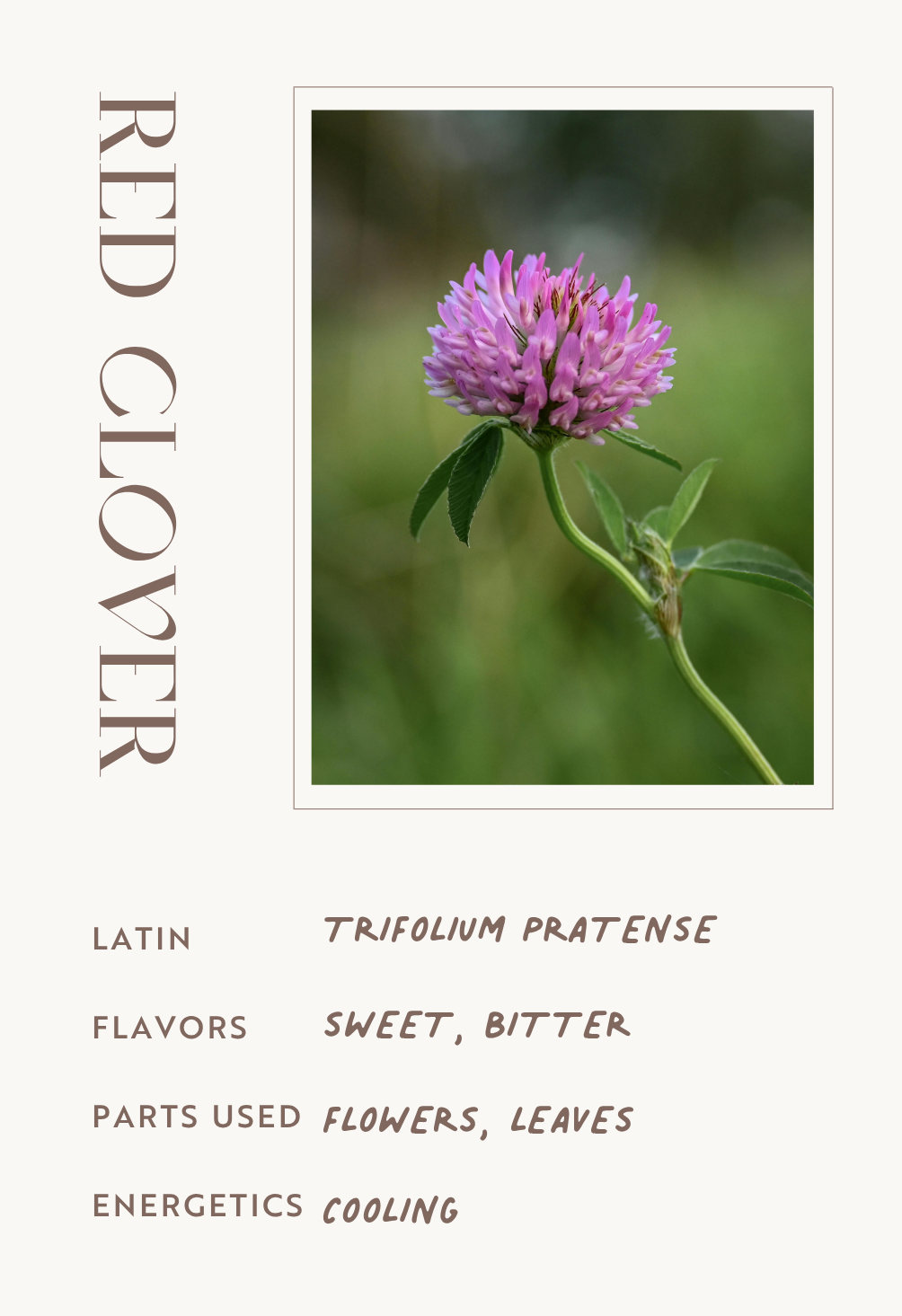 Red Clover