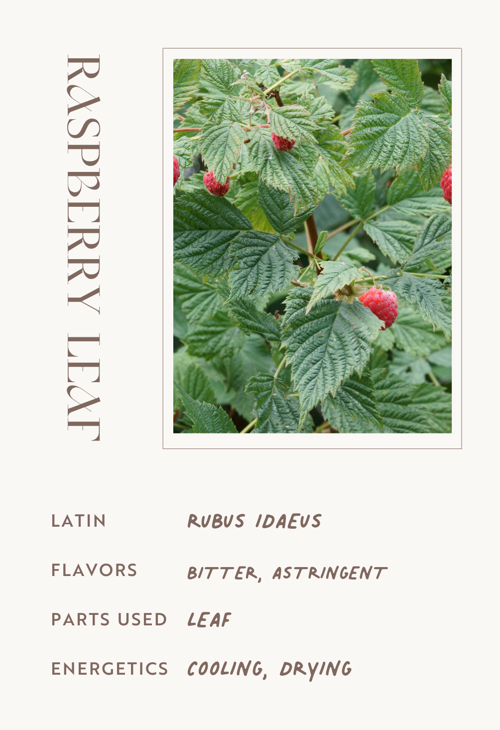 Raspberry Leaf