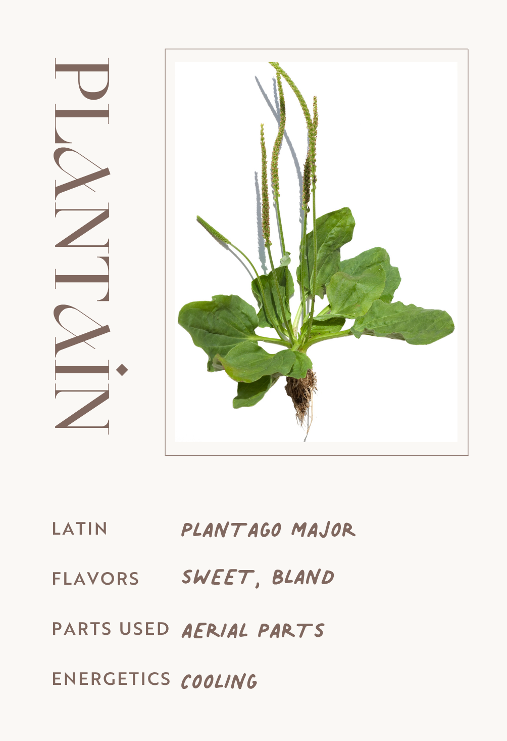 Plantain