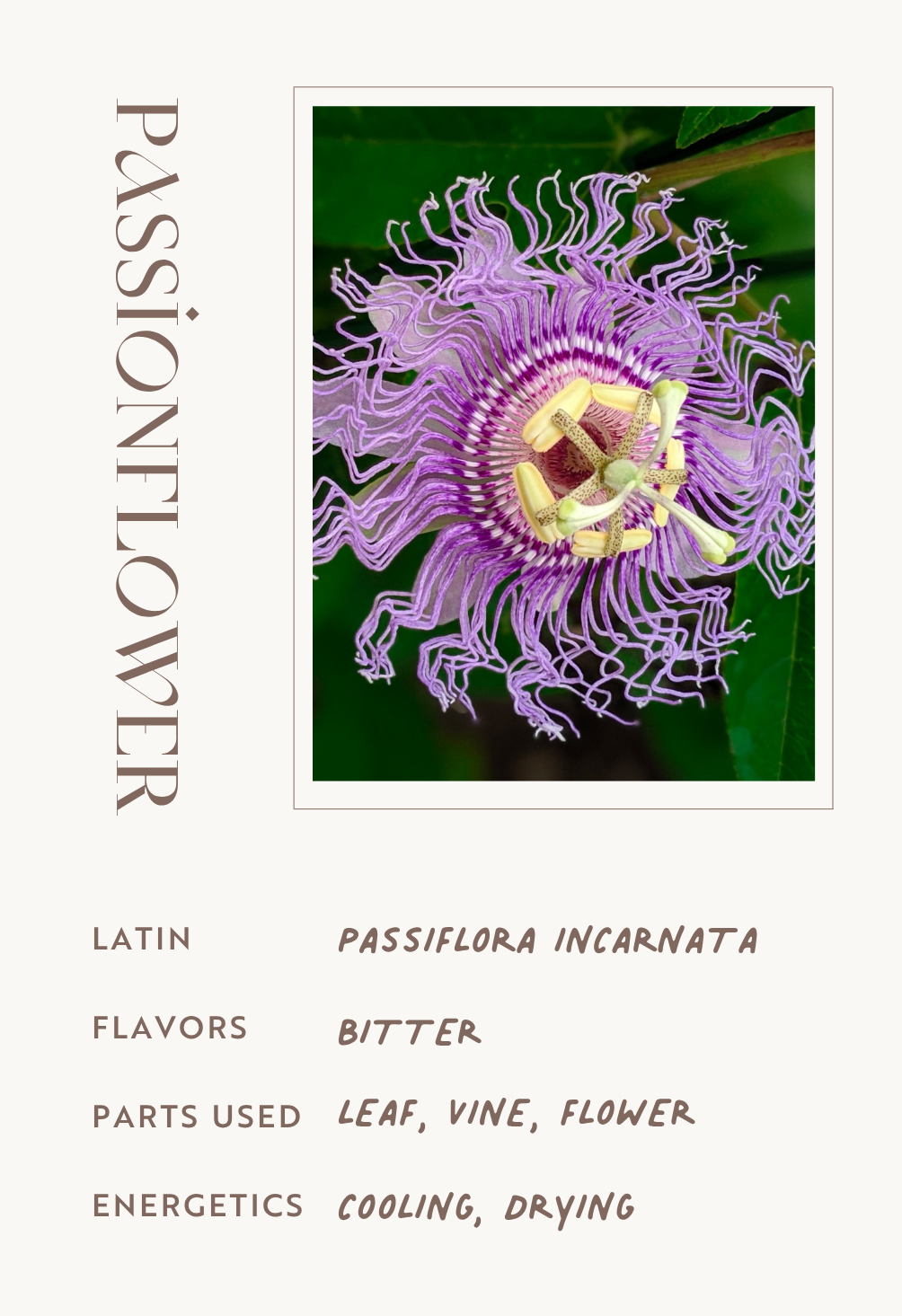 Passionflower
