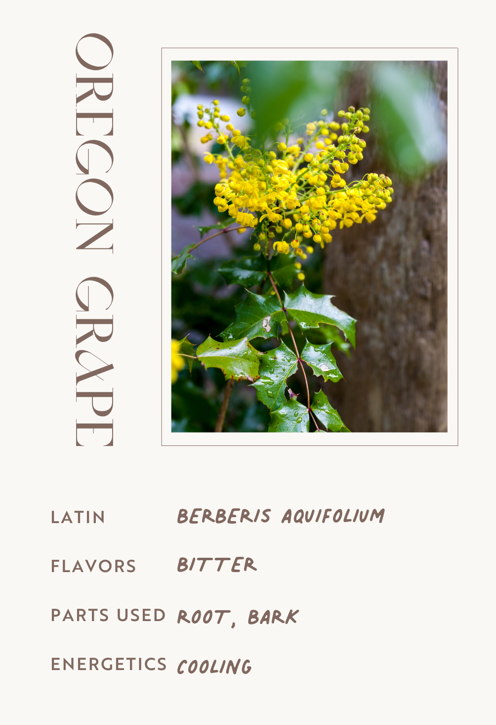 Oregon Grape