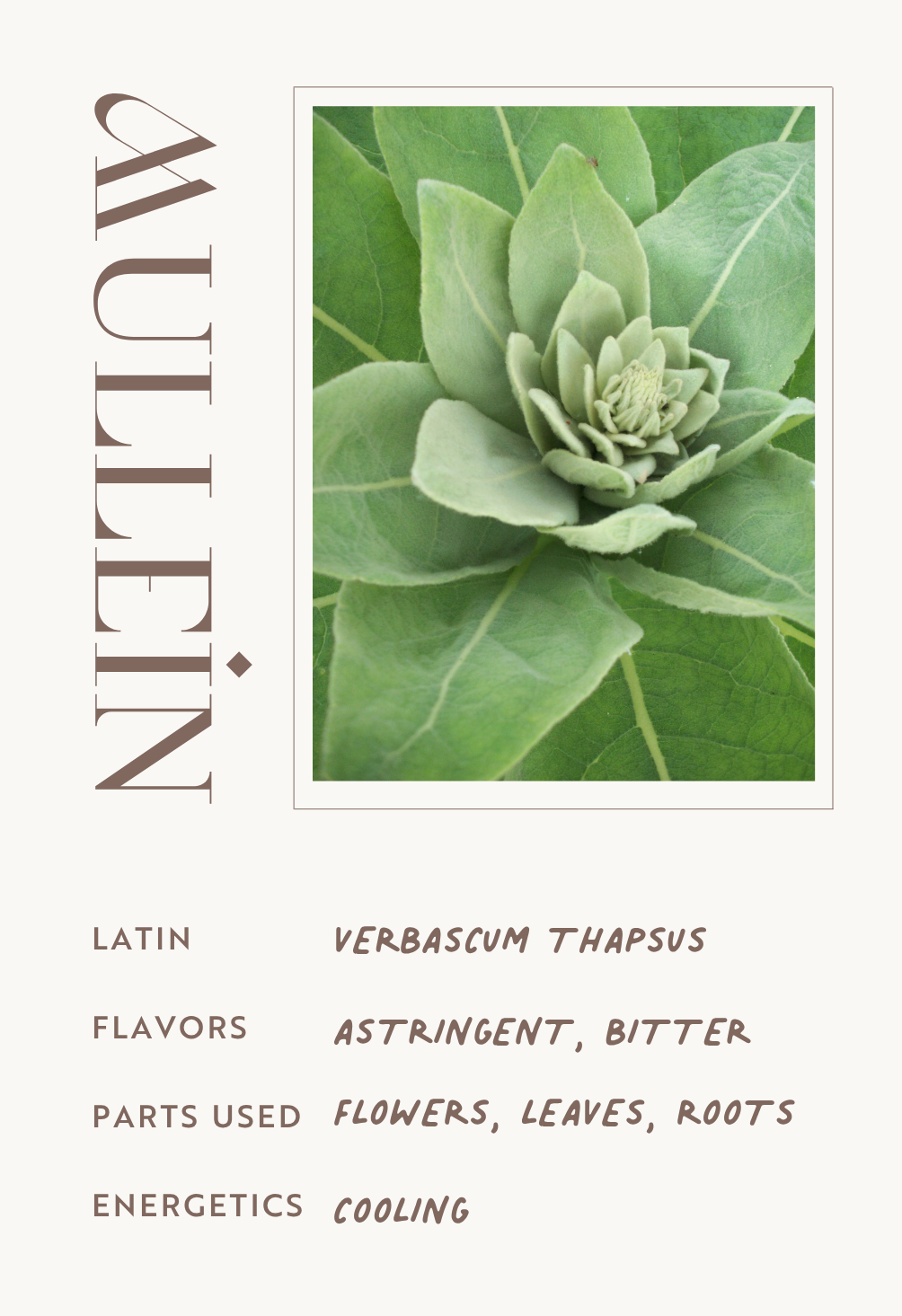 Mullein