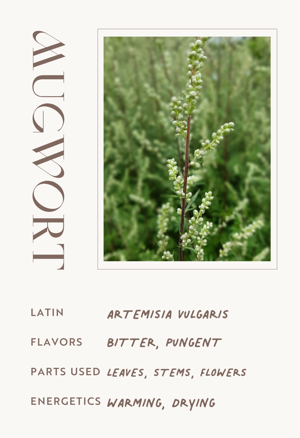 Mugwort
