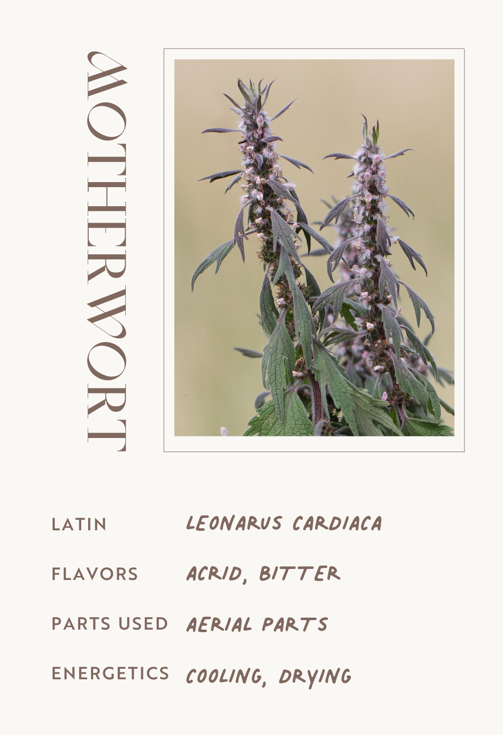 Motherwort