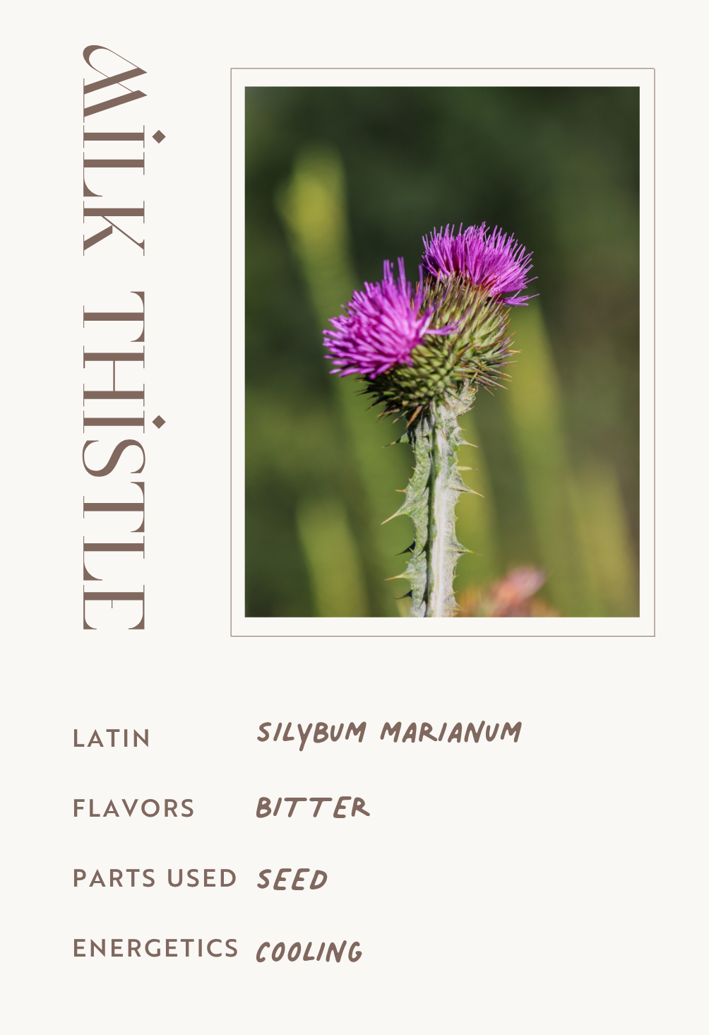 Milk Thistle