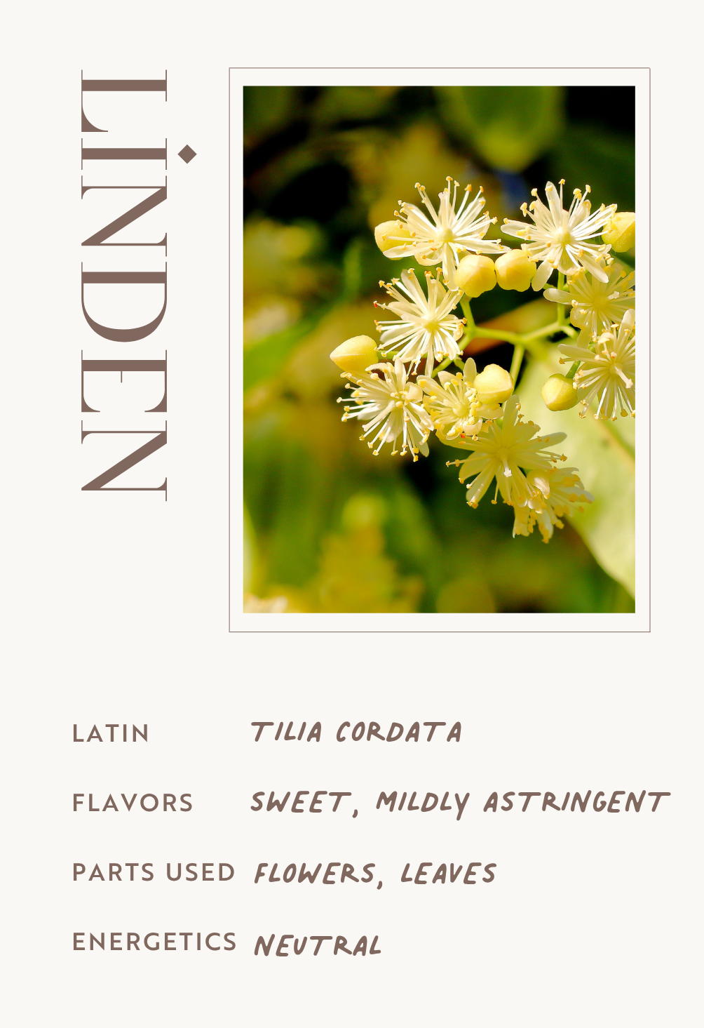 Linden