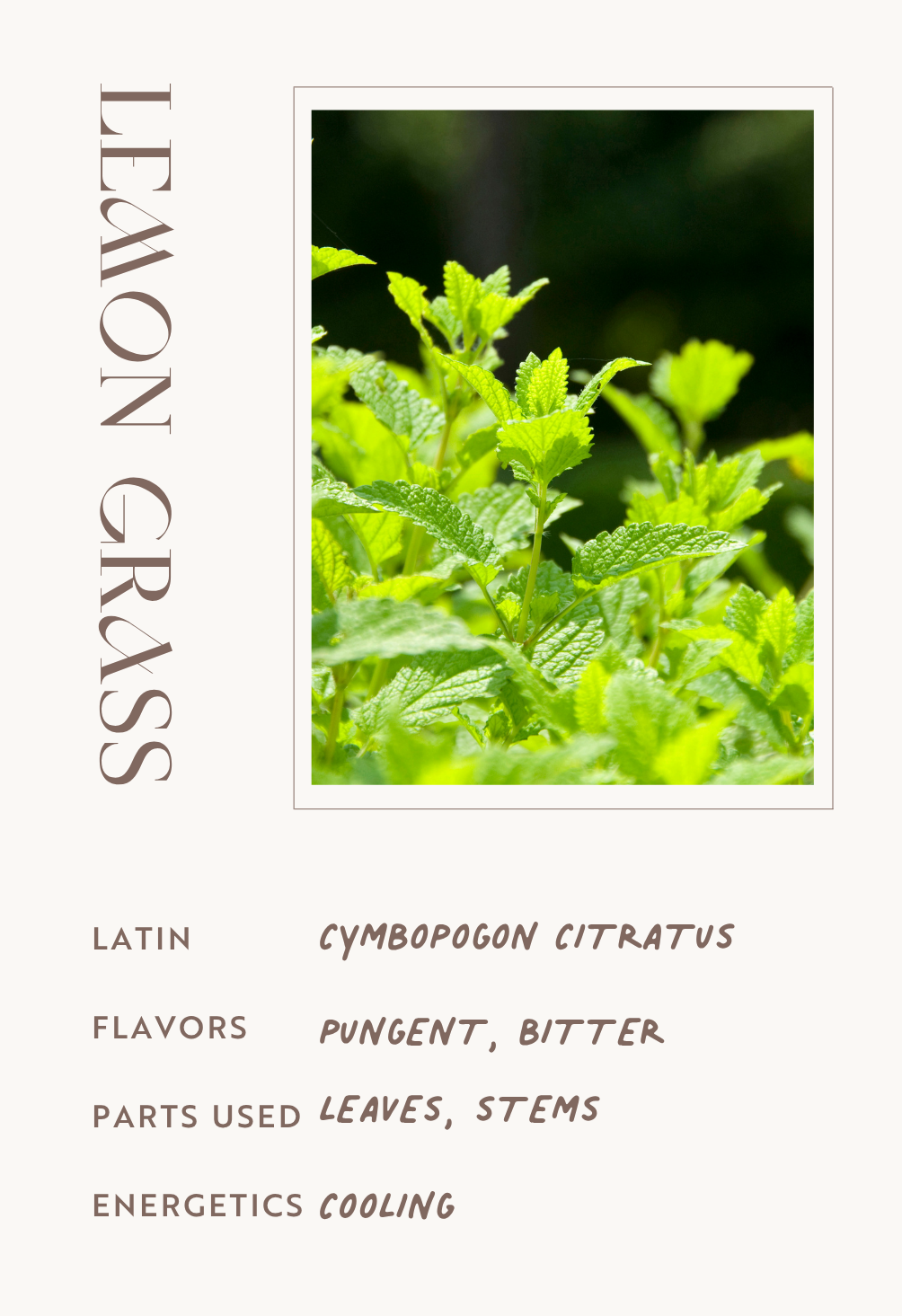 Lemon Grass