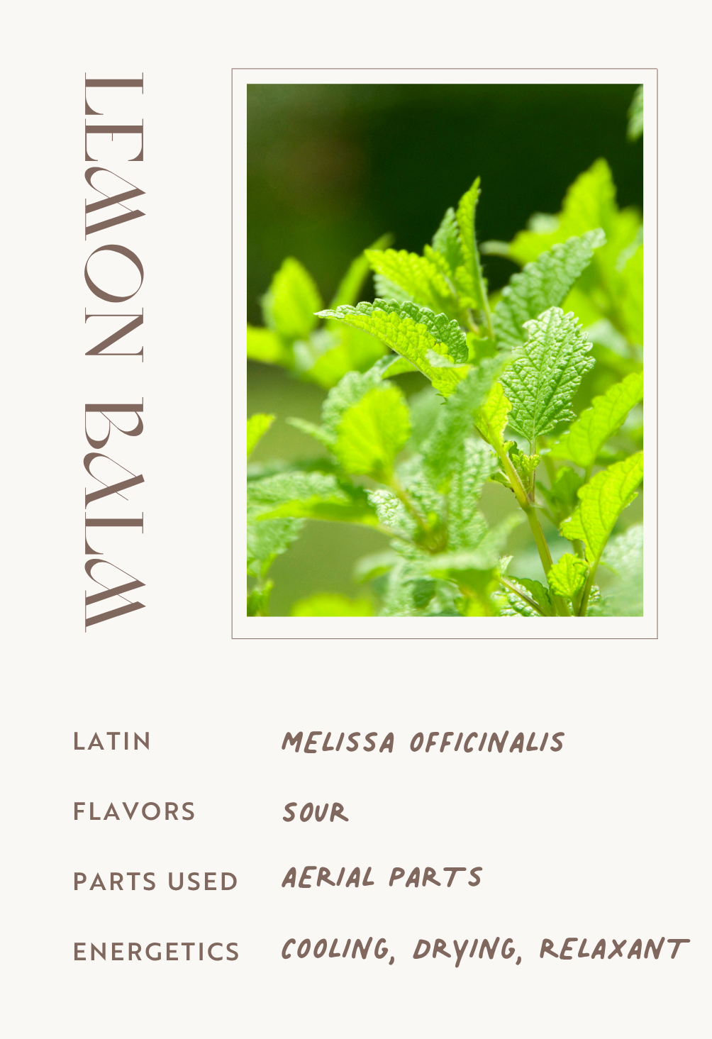 Lemon Balm