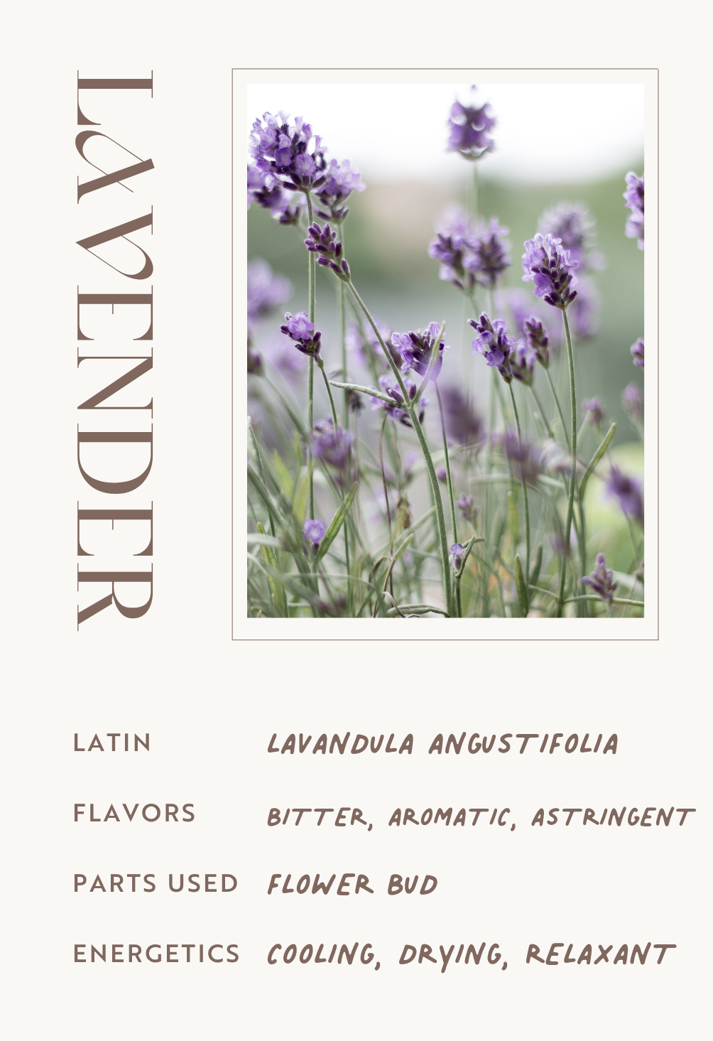 lavender