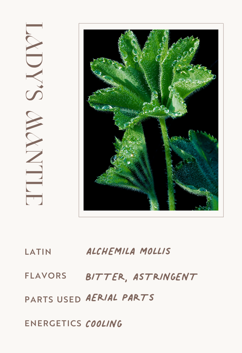 Lady’s Mantle