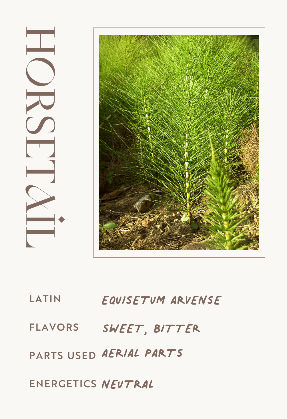 Horsetail