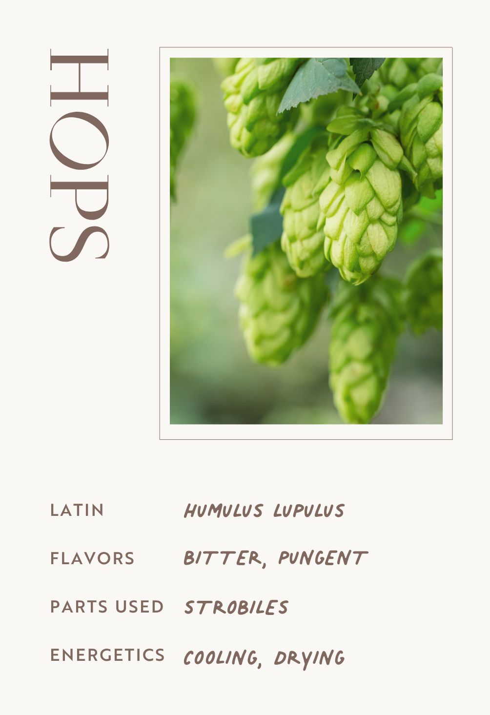 Hops