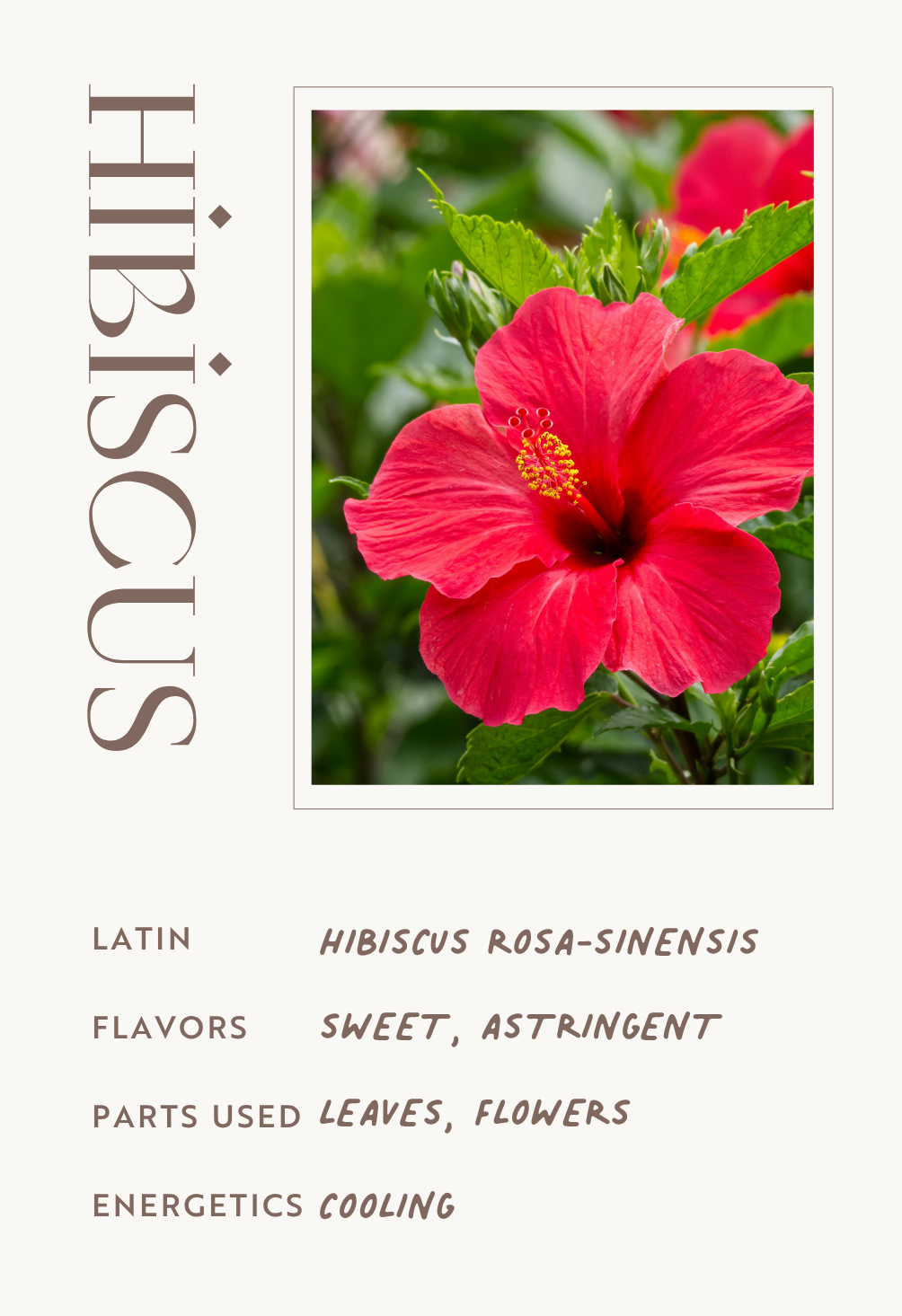 Hibiscus