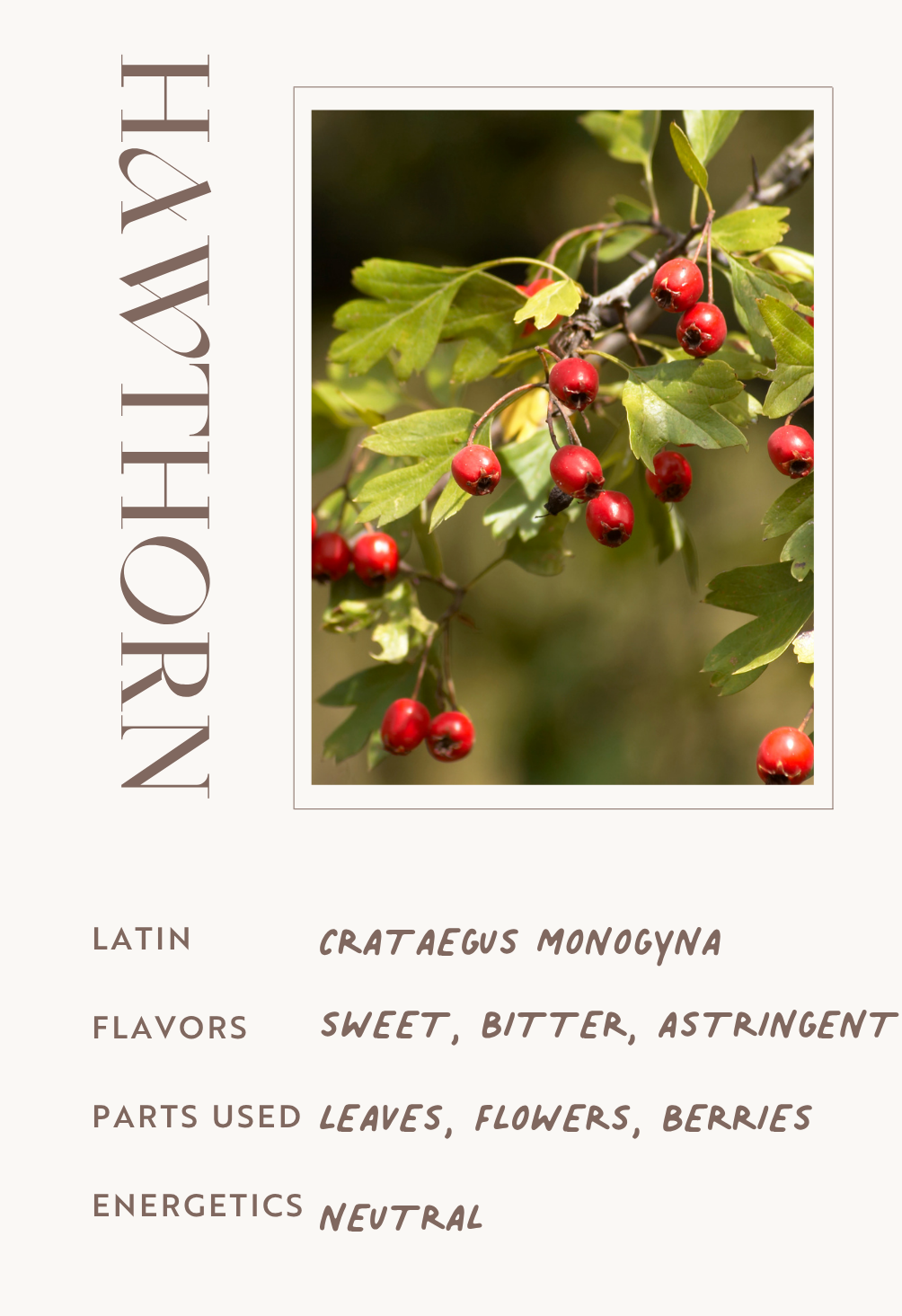 Hawthorn