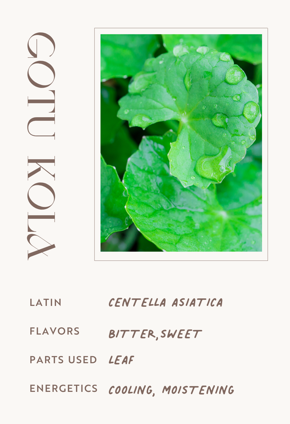 Gotu Kola