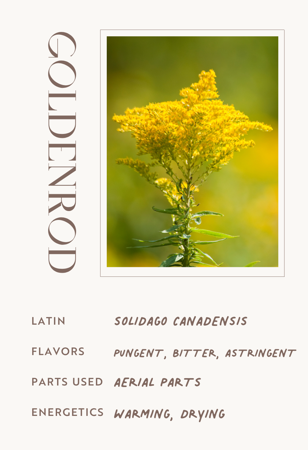 Goldenrod