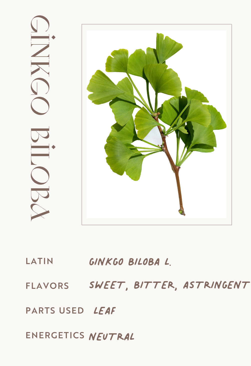 Ginkgo Biloba