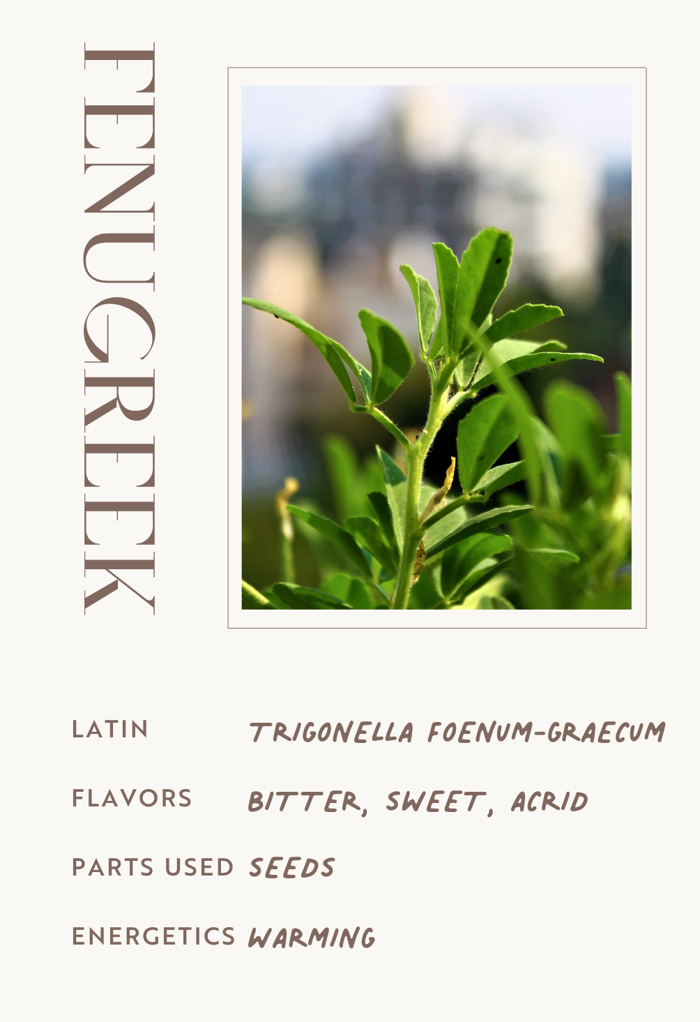 Fenugreek