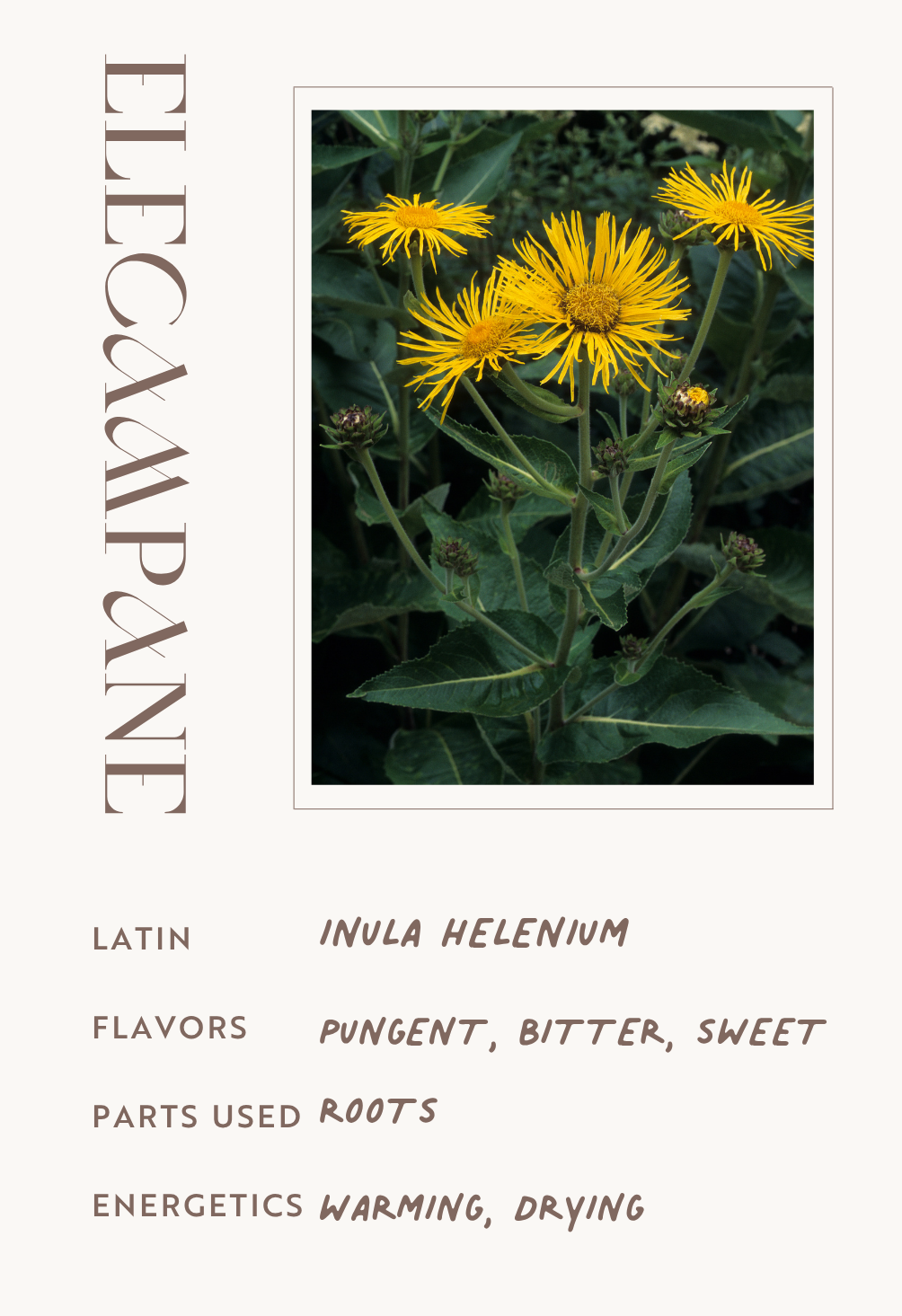 elecampane