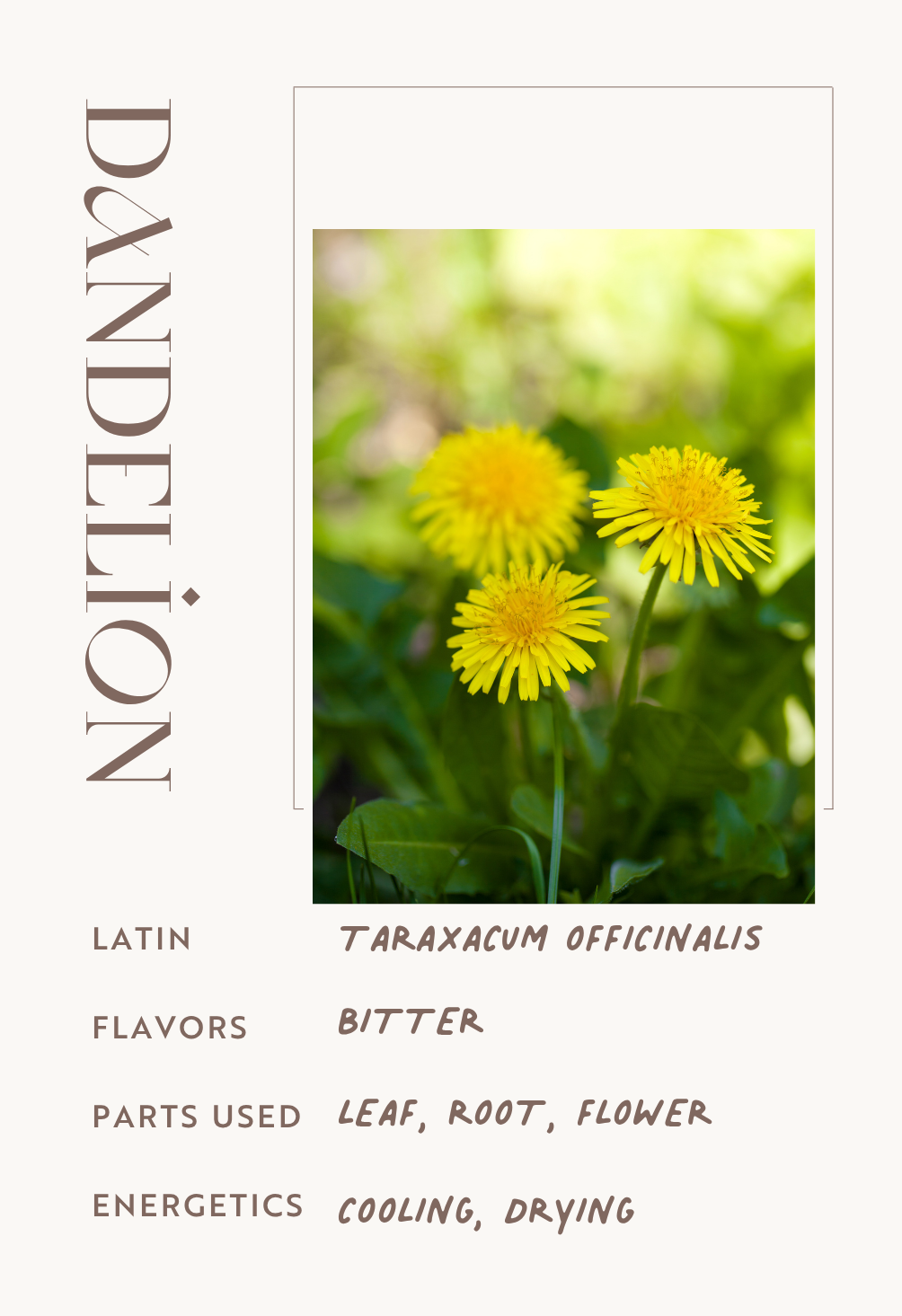 Dandelion