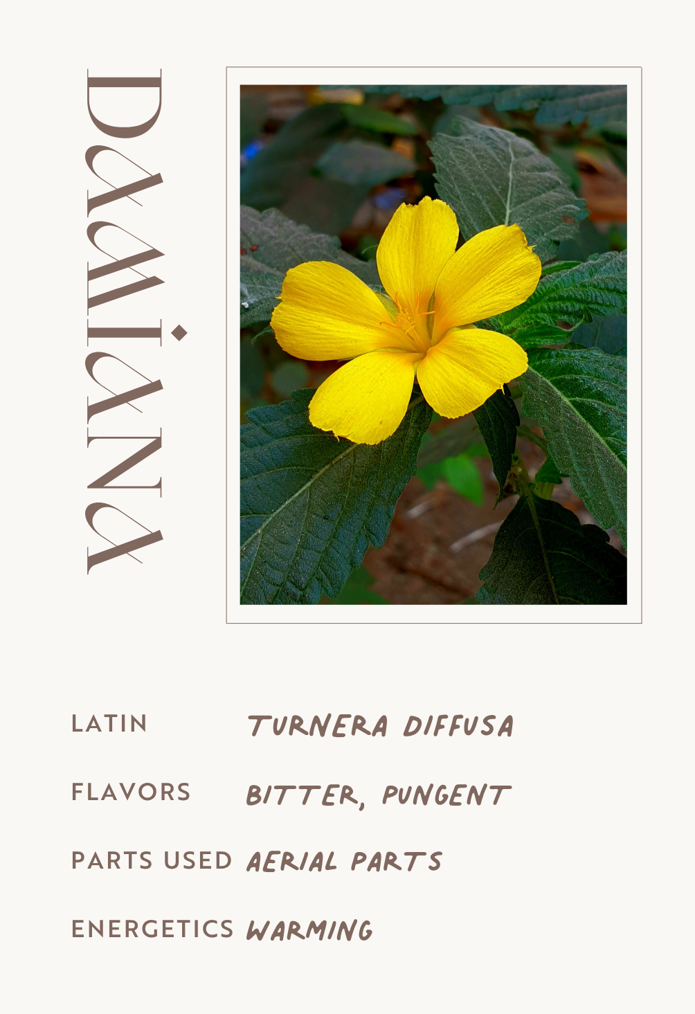 Damiana
