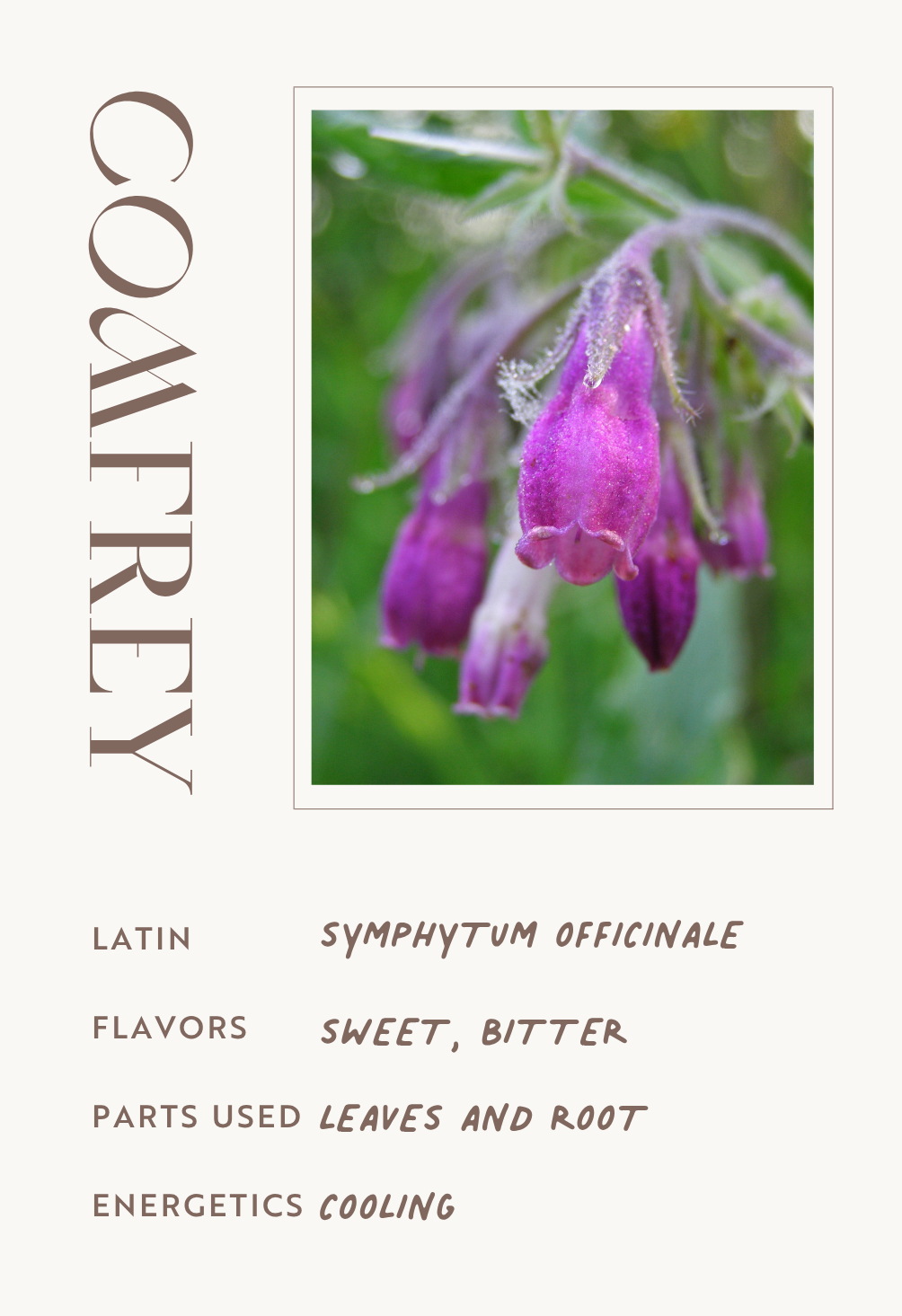 Comfrey