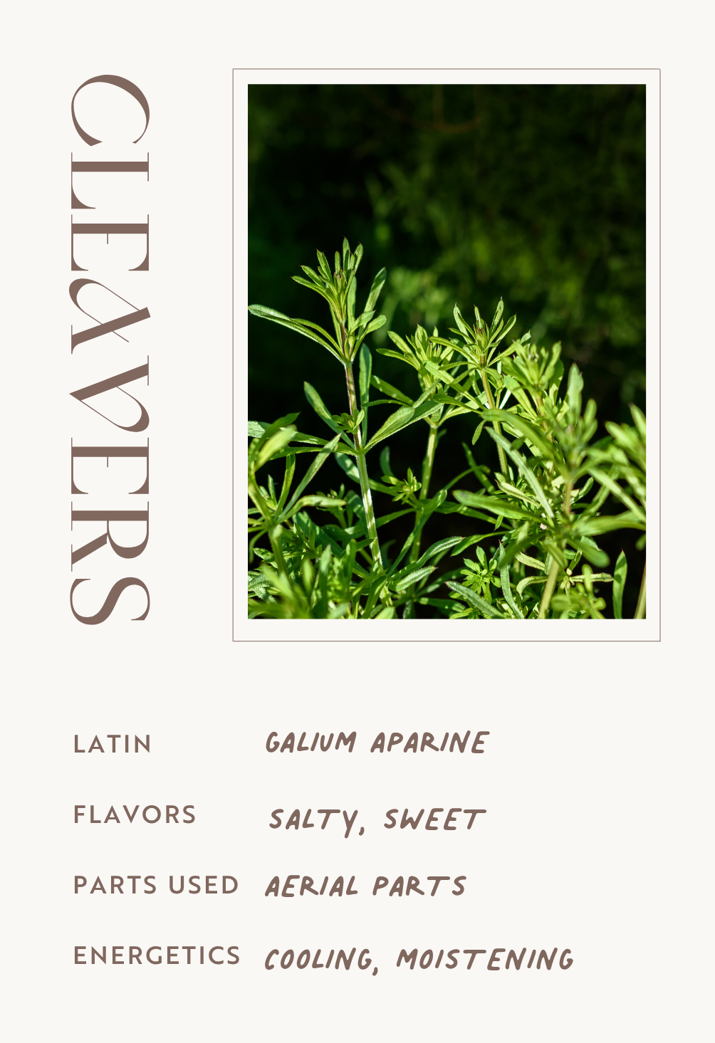 Cleavers