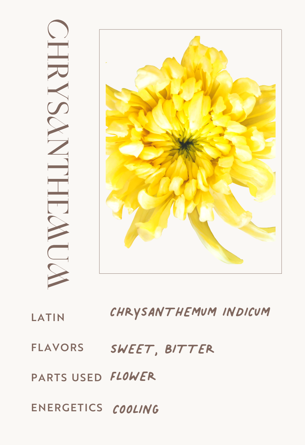 Chrysanthemum