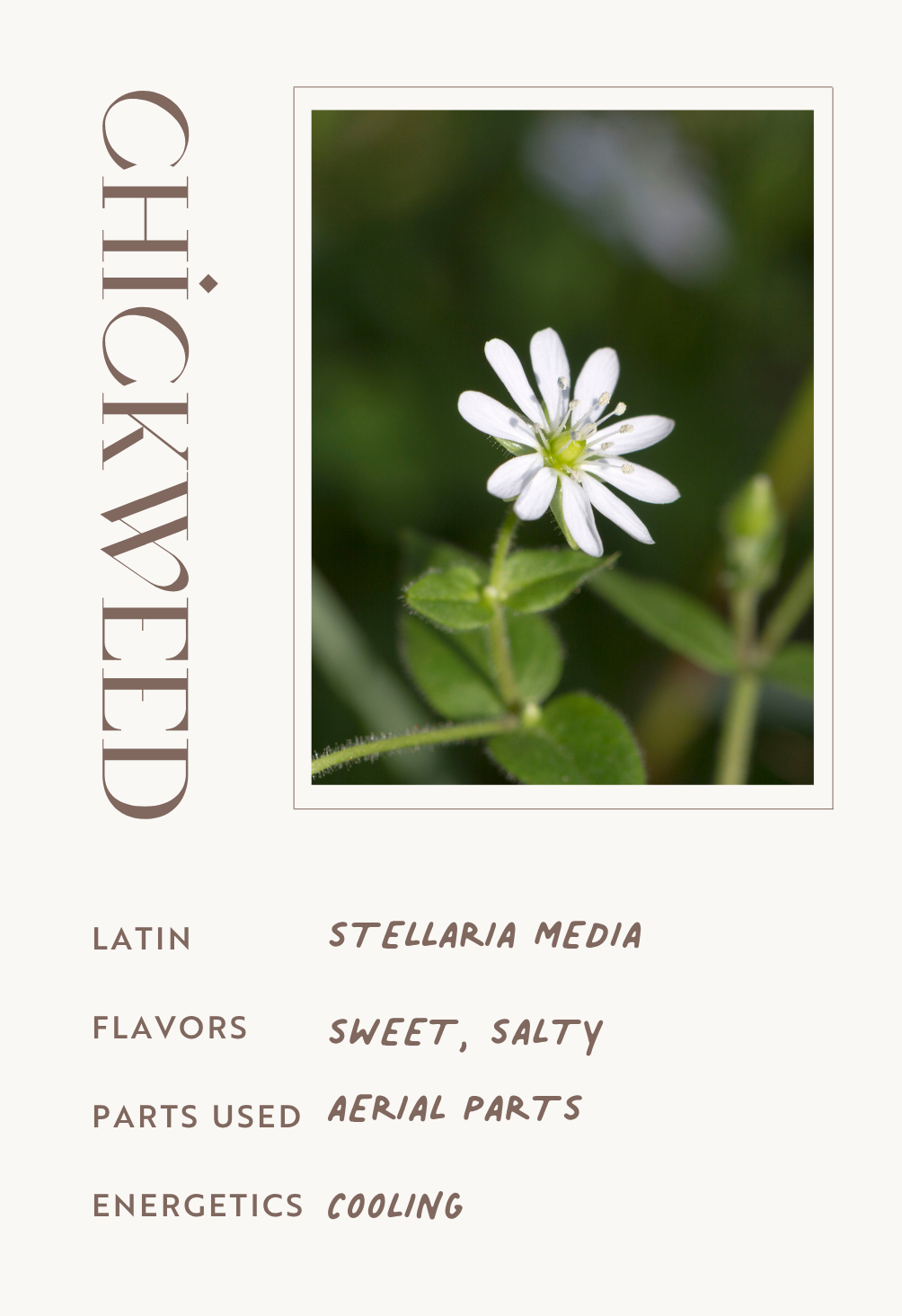 Chickweed