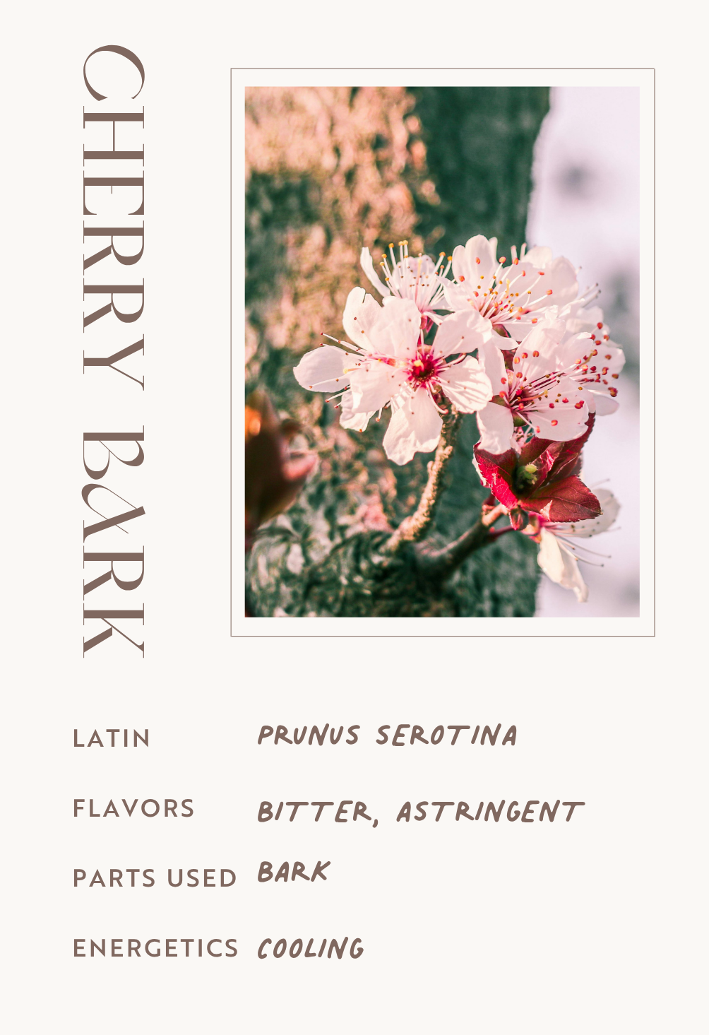 Cherry Bark