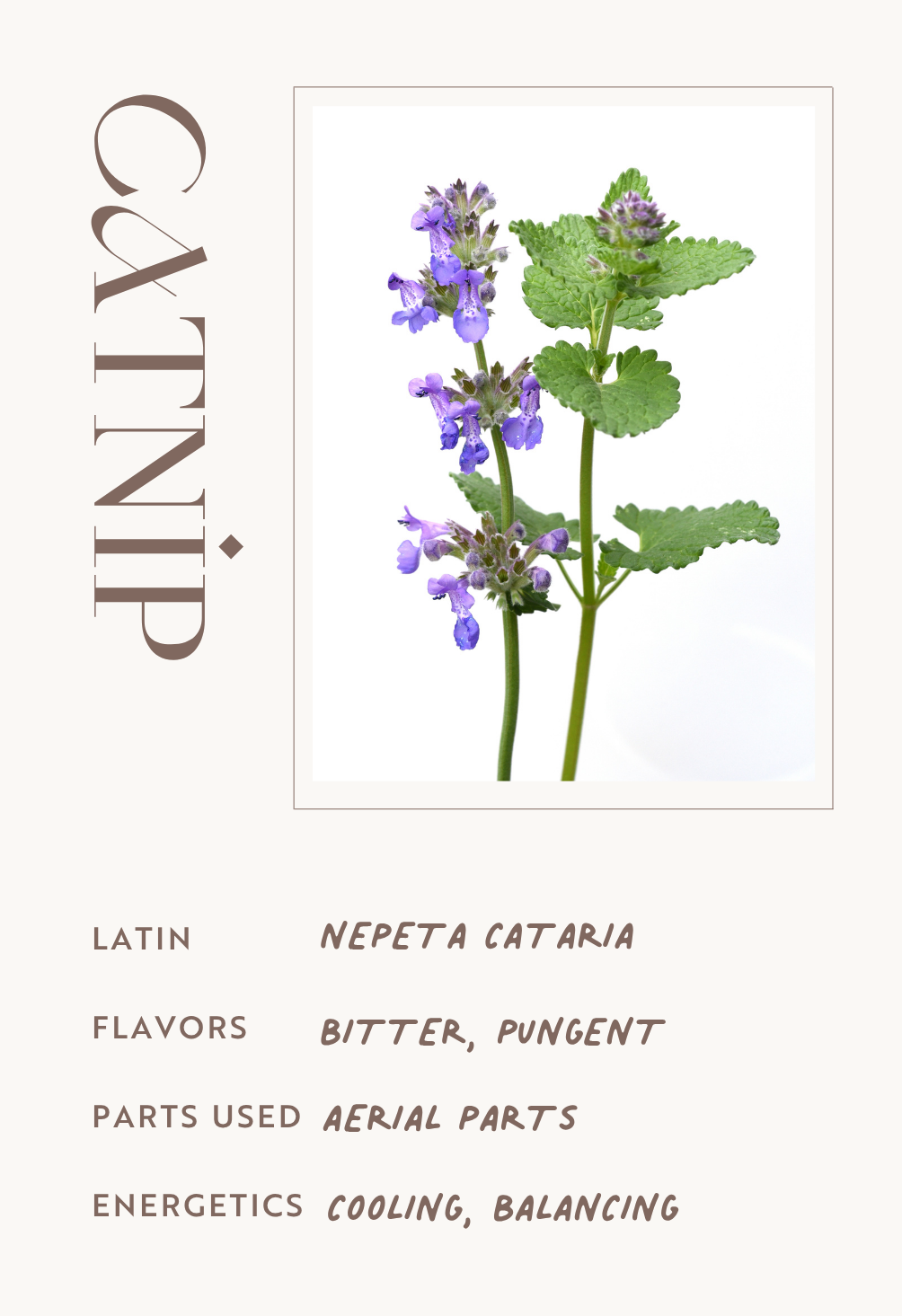 Catnip