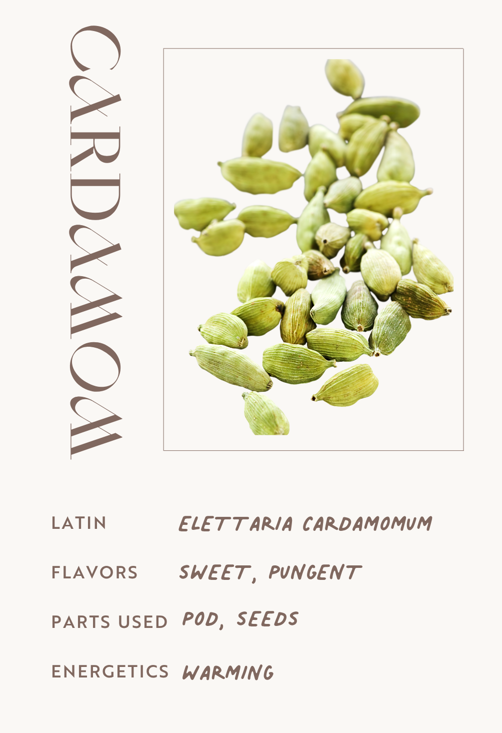 Cardamom