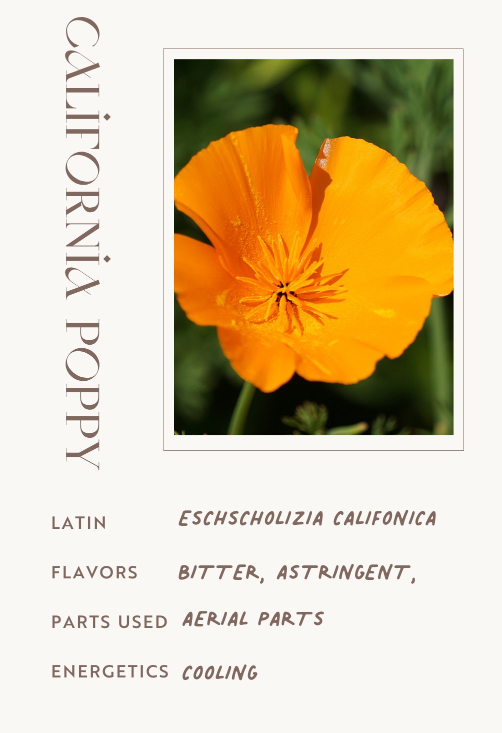 California Poppy